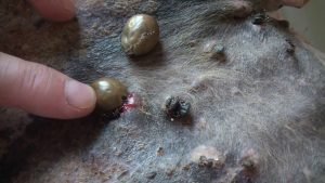 القراد في الحيوانات