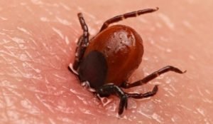 القراد يمتص دم الانسان راس الخيمة