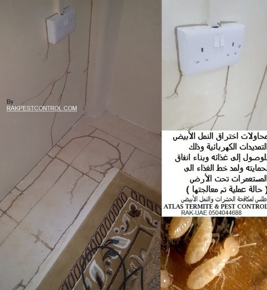 أضرار_النمل_الأبيض النمل الابيض ( الرمة )