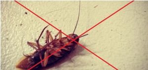 التخلص من الصراصير