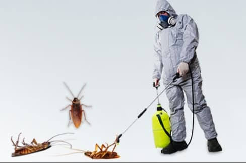 وداعًا للحشرات: دليل شامل لأفضل طرق مكافحة الحشرات