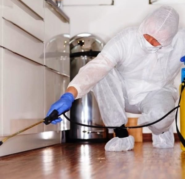 شركة رش مبيدات حشرات