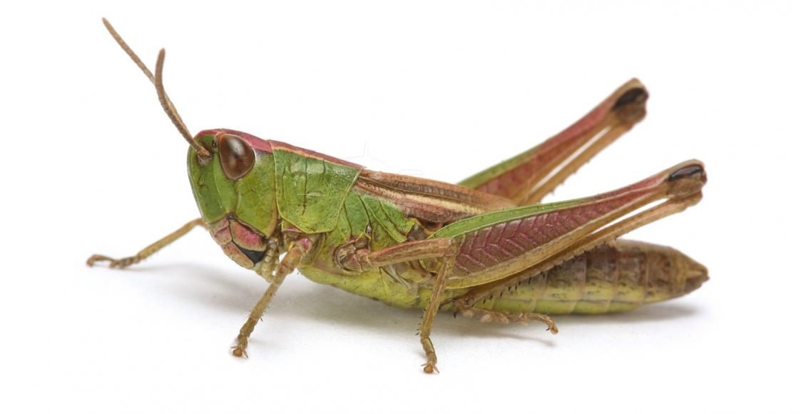 حشرة الجراد