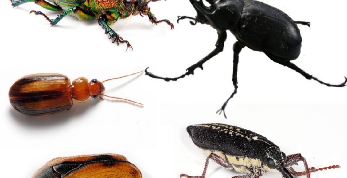 حشرة الخنافس 