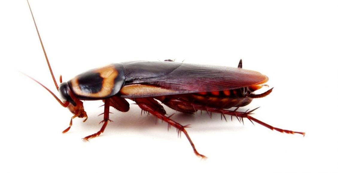 حشرة الصراصير