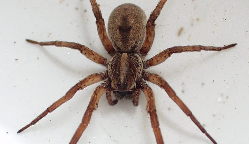 حشرة العناكب