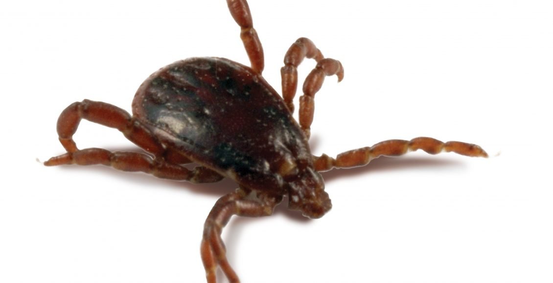 حشرة القراد