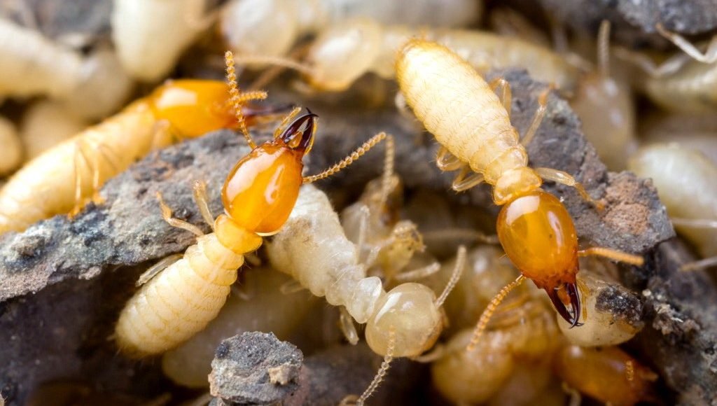 مبيدات النمل