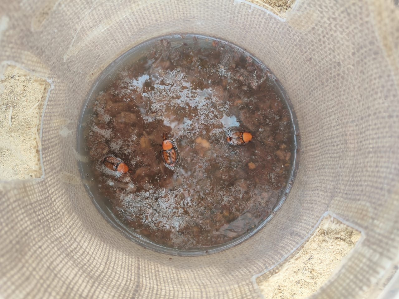 مصيدة سوسة النخيل مع الفرمون مصيدة سوس النخيل palm weevil traps - الصورة 4