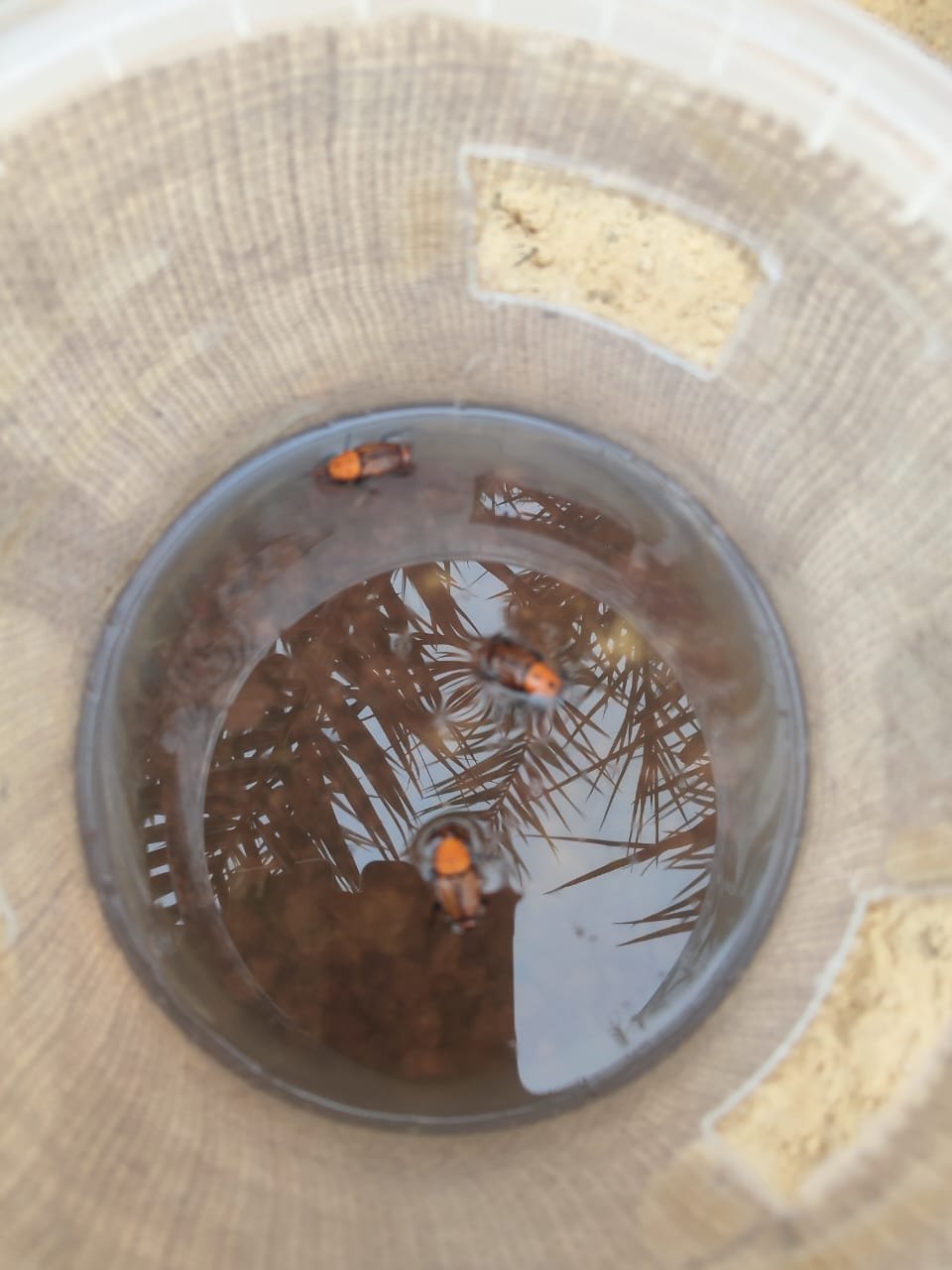 مصيدة سوسة النخيل مع الفرمون مصيدة سوس النخيل palm weevil traps - الصورة 3